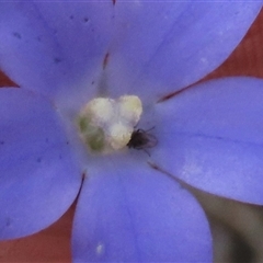 Diptera (order) at Dry Plain, NSW - 16 Mar 2025 02:29 PM