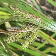 Carex fascicularis (Tassel Sedge) at Cootralantra, NSW - 19 Mar 2025 by JaneR