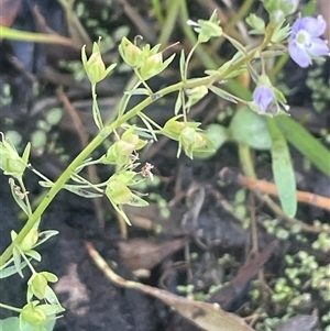 Veronica anagallis-aquatica (Blue Water Speedwell) at Cootralantra, NSW - 19 Mar 2025 by JaneR