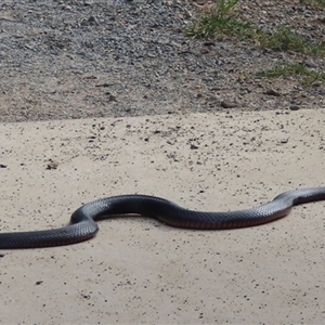 Pseudechis porphyriacus (Red-bellied Black Snake) at Karabar, NSW - 20 Mar 2025 by SandraH