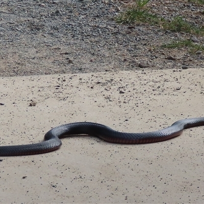 Pseudechis porphyriacus at Karabar, NSW - Today by SandraH