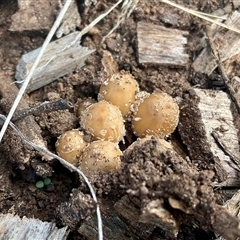 Coprinellus micaceus group at Yarralumla, ACT - 20 Mar 2025 by Jennybach