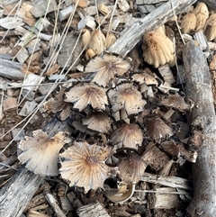 Coprinellus micaceus group at Yarralumla, ACT - 20 Mar 2025 10:51 AM