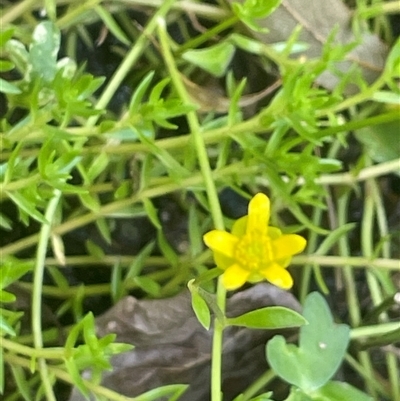 Ranunculus amphitrichus (Small River Buttercup) at Cootralantra, NSW - 19 Mar 2025 by JaneR