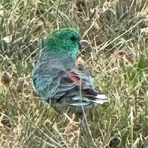 Psephotus haematonotus (Red-rumped Parrot) at Watson, ACT - 16 Mar 2025 by Louisab