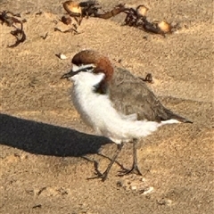 Anarhynchus ruficapillus (Red-capped Plover) at South Durras, NSW - 18 Mar 2025 by Louisab