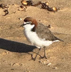 Anarhynchus ruficapillus (Red-capped Plover) at South Durras, NSW - 18 Mar 2025 by Louisab