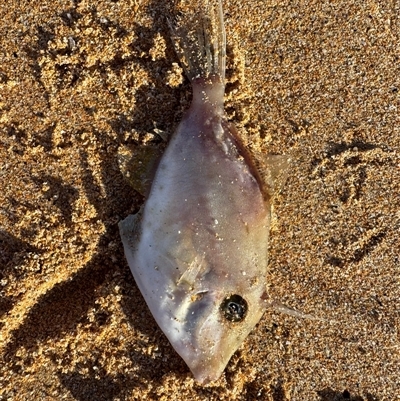 Unidentified Marine Fish Uncategorised at South Durras, NSW - 18 Mar 2025 by Louisab