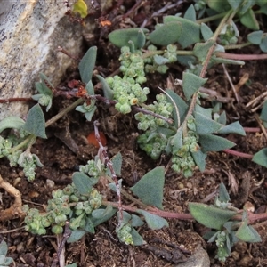 Einadia nutans subsp. nutans (Climbing Saltbush) at Dry Plain, NSW - 16 Mar 2025 by AndyRoo