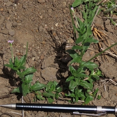 Epilobium billardiereanum subsp. hydrophilum at Dry Plain, NSW - 16 Mar 2025 by AndyRoo