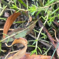 Crassula helmsii (Swamp Stonecrop) at Cootralantra, NSW - 19 Mar 2025 by JaneR