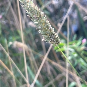 Phalaris aquatica (Phalaris, Australian Canary Grass) at Cootralantra, NSW - 19 Mar 2025 by JaneR