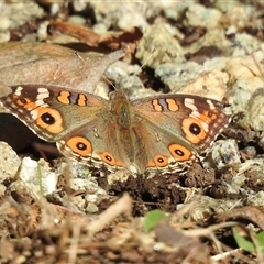 Junonia villida (Meadow Argus) at Emerald, VIC - 18 Mar 2025 by GlossyGal