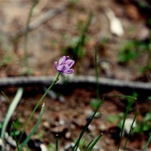 Unidentified Other Wildflower or Herb at Yattalunga, SA - 30 Sep 1990 by johnpugh