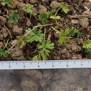 Ranunculus amphitrichus (Small River Buttercup) at Dry Plain, NSW - 16 Mar 2025 by AndyRoo