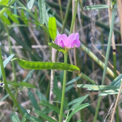 Vicia sativa (Common Vetch) at Cootralantra, NSW - 19 Mar 2025 by JaneR