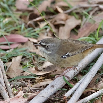 Sericornis frontalis (White-browed Scrubwren) at Palerang, NSW - 19 Mar 2025 by Pirom