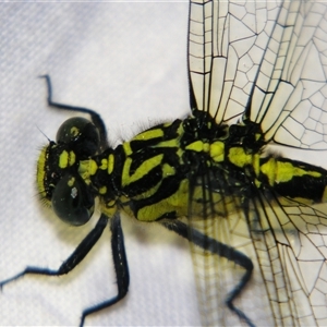 Hemigomphus sp. (genus) at suppressed - suppressed