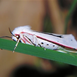 Paramsacta marginata (Donovan's Tiger Moth) at Bolivia, NSW - 25 Jan 2007 by PJH123