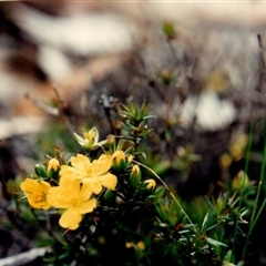 Unidentified Other Wildflower or Herb at Yattalunga, SA - 16 Sep 1990 by johnpugh