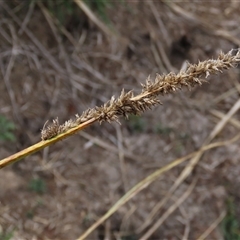 Carex appressa (Tall Sedge) at Dry Plain, NSW - 16 Mar 2025 by AndyRoo