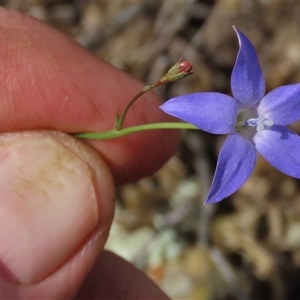 Wahlenbergia capillaris (Tufted Bluebell) at Dry Plain, NSW - 16 Mar 2025 by AndyRoo