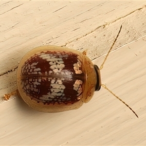 Paropsisterna laesa species complex (Laesa leaf beetle) at Ainslie, ACT - 14 Mar 2025 by jb2602