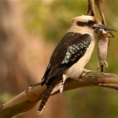 Dacelo novaeguineae (Laughing Kookaburra) at Acton, ACT - 20 Mar 2025 by Thurstan