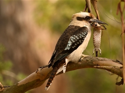 Dacelo novaeguineae (Laughing Kookaburra) at Acton, ACT - 20 Mar 2025 by Thurstan