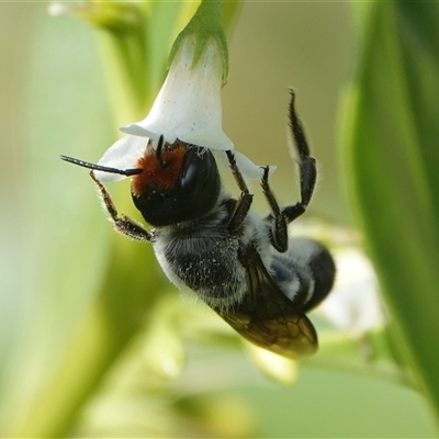 Megachile erythropyga (Resin Bee) at Hall, ACT - 20 Mar 2025 by Anna123