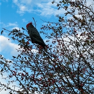 Callocephalon fimbriatum (Gang-gang Cockatoo) at Murrumbateman, NSW - 20 Mar 2025 by Batogal