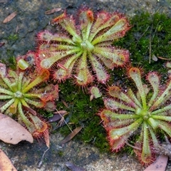 Drosera spatulata (Common Sundew) at Bargo, NSW - 17 Mar 2025 by Snows