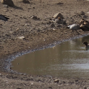 Anas gracilis (Grey Teal) at Dry Plain, NSW - 16 Mar 2025 by AndyRoo