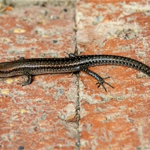 Lampropholis guichenoti at Bargo, NSW - 19 Mar 2025 by Snows