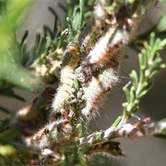 Lepidoptera unclassified IMMATURE (caterpillar or pupa or cocoon) at Bargo, NSW - 7 Apr 2024 by Snows