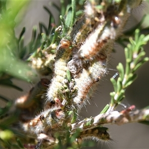 Lepidoptera unclassified IMMATURE (caterpillar or pupa or cocoon) at Bargo, NSW - 7 Apr 2024 by Snows