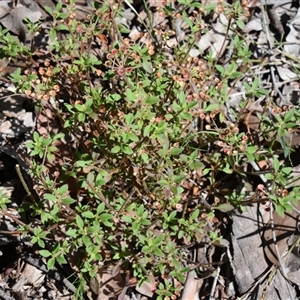 Pomax umbellata at Bargo, NSW - 7 Apr 2024 02:06 PM