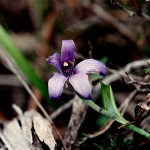 Pheladenia deformis at Yattalunga, SA - suppressed