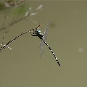 Parasynthemis regina at Bargo, NSW - 7 Apr 2024 02:08 PM