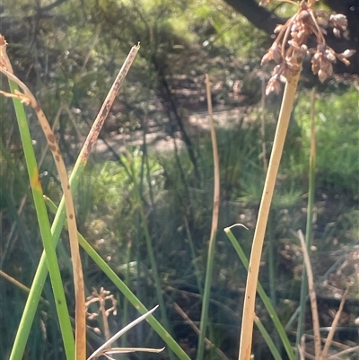 Schoenoplectus tabernaemontani (River Club-rush) at Cootralantra, NSW - 19 Mar 2025 by JaneR