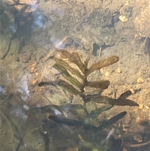 Potamogeton ochreatus (Blunt Pondweed) at Cootralantra, NSW - 19 Mar 2025 by JaneR