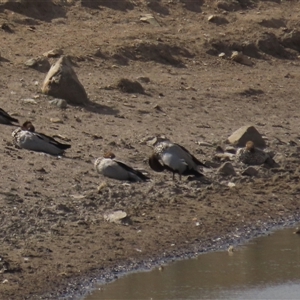 Chenonetta jubata (Australian Wood Duck) at Dry Plain, NSW - 16 Mar 2025 by AndyRoo