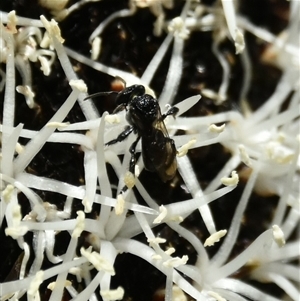 Exoneura sp. (genus) at Bargo, NSW - 7 Apr 2024 by Snows