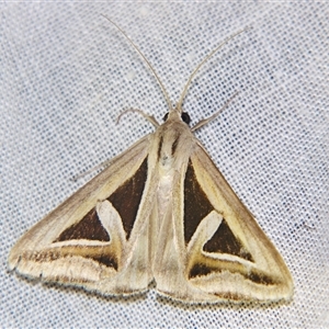 Trigonodes hyppasia at Good Night, QLD - suppressed