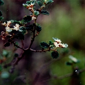 Unidentified Other Shrub at Yattalunga, SA - 9 Sep 1990 by johnpugh