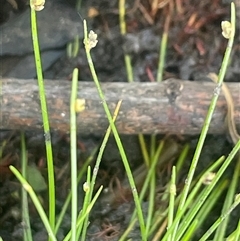 Isolepis cernua (Slender Clubrush) at Cootralantra, NSW - 19 Mar 2025 by JaneR