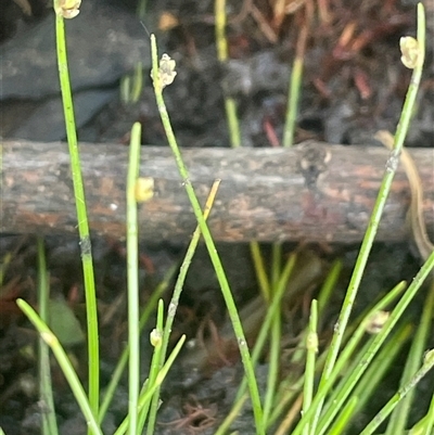 Isolepis cernua (Slender Clubrush) at Cootralantra, NSW - 19 Mar 2025 by JaneR