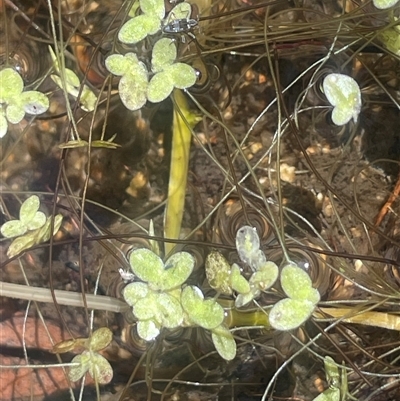 Lemna disperma (Common Duck-weed) at Cootralantra, NSW - 19 Mar 2025 by JaneR