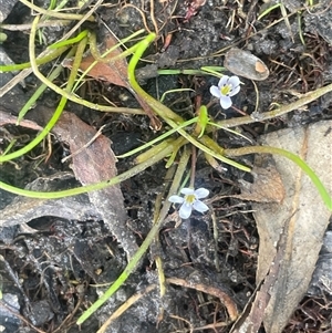 Limosella australis (Austral Mudwort) at Cootralantra, NSW - 19 Mar 2025 by JaneR