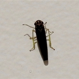 Cicadellinae (sub-family) at Emerald, VIC - suppressed
